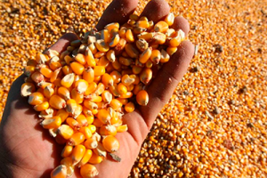 gestion-de-la-calidad-del-grano-almacenado